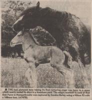 1987.01.09 - The foal, PB & NH, Page 11 - click for full size image 1987.01.09 - The foal, PB & NH, Page 11 - click for full size image