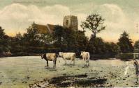 Cows across the river from the church (13) - click for full size image Cows across the river from the church (13) - click for full size image